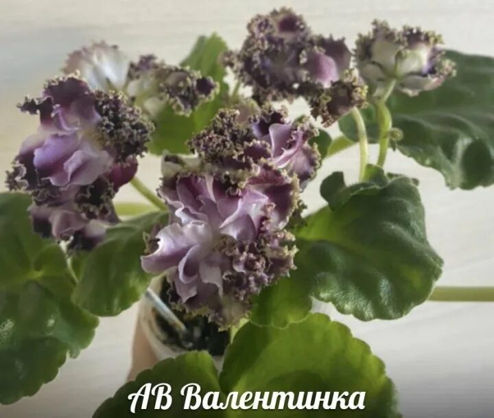 Фиалка цветные валентинки фото. Фиалка цветные валентинки. Фиалка павлиний глаз. Фиалки дмитрия денисенко. Нд цветные валентинки фиалка.