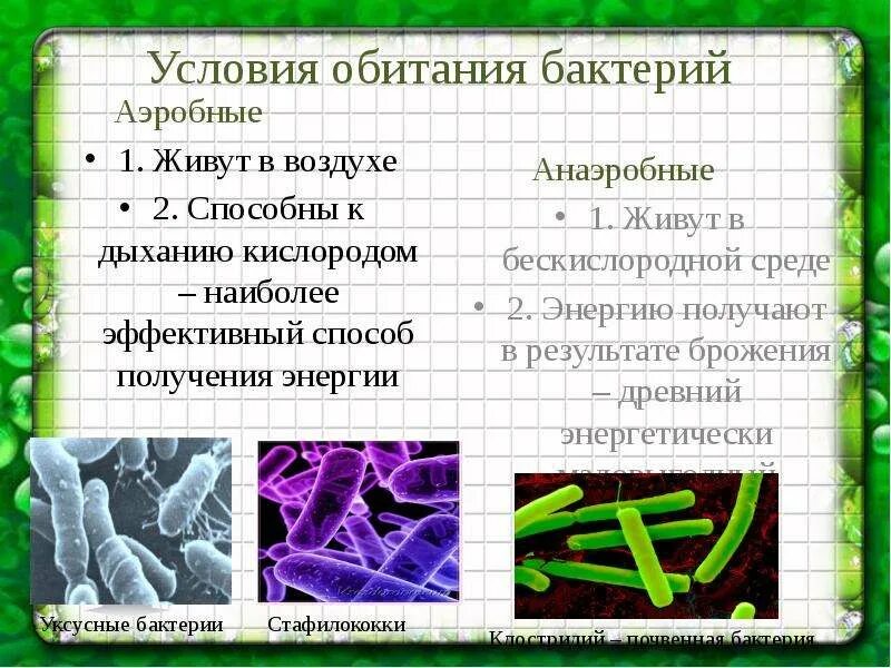 Анаэробные гетеротрофные прокариоты