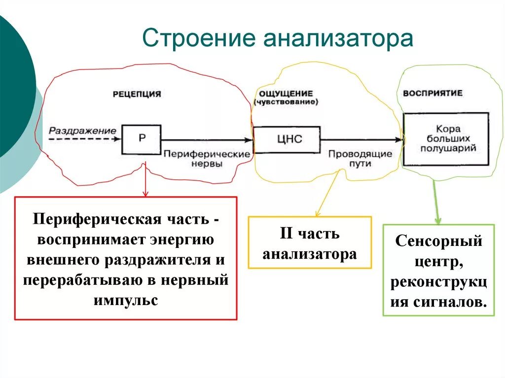 Какие отделы входят в анализатор. Общая схема строения анализаторов. Общая схема анализатора физиология. Схема состав анализатора. Схема работы тактильного анализатора.