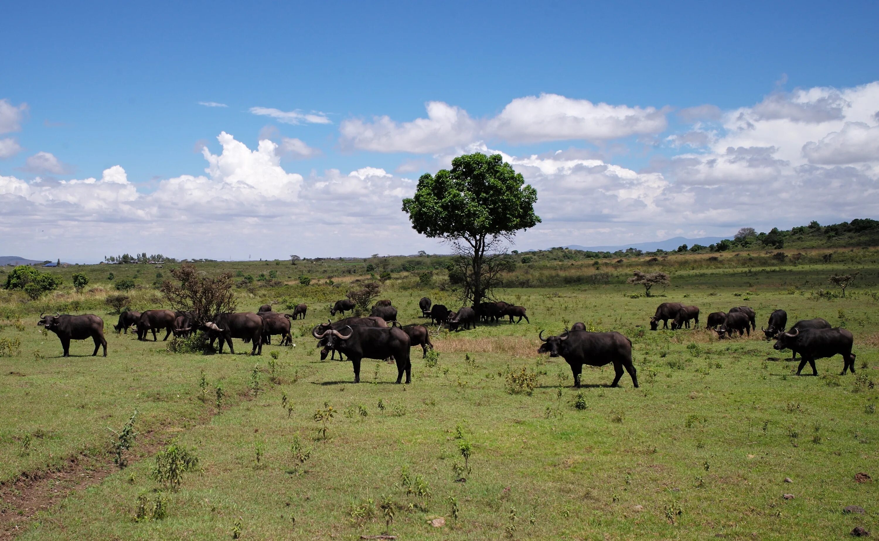 Проект национального парка танзании. Аруша Танзания. Национальный парк Аруша. Парк Аруша в Танзании. Национальный парк Танзания Аруша проект.