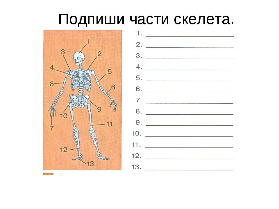 Рассмотри тело человека. Части тела человека ВПР 4 класс. Подпиши названия частей скелета человека 3 класс окружающий мир. Подписать части скелета. Подпиши части тела.