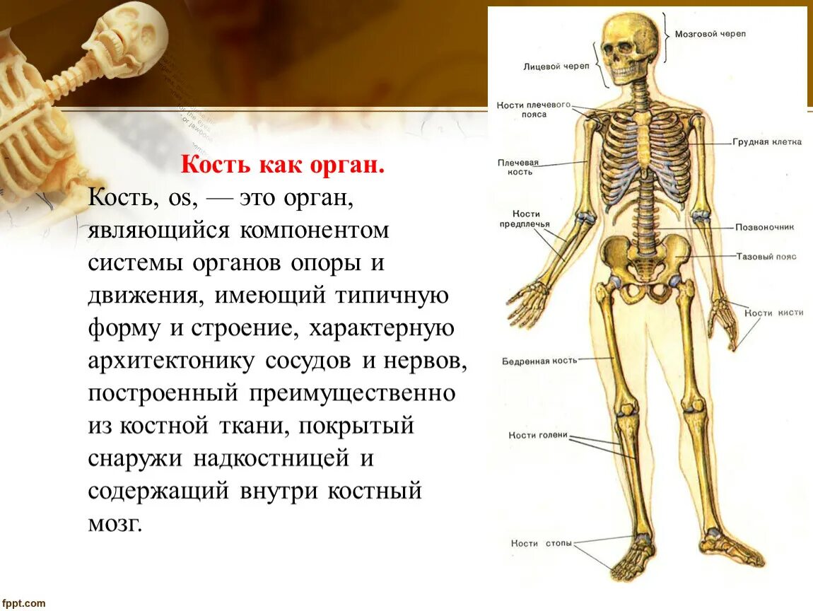 Строение кости человека. Кости опорно двигательного аппарата. Опорно двигательный аппарат скелет. Анатомия костной системы.