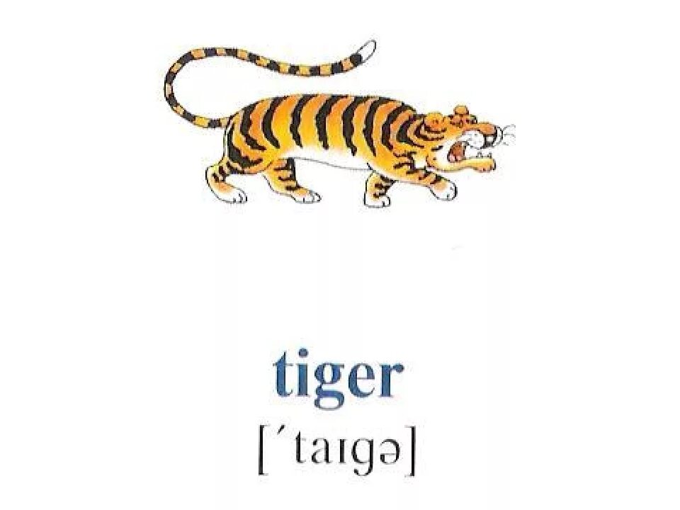 Тигр по английскому языку. Карточки по английскому языку тигр. Карточки с английскими словами для детей тигр. Tiger на английском.