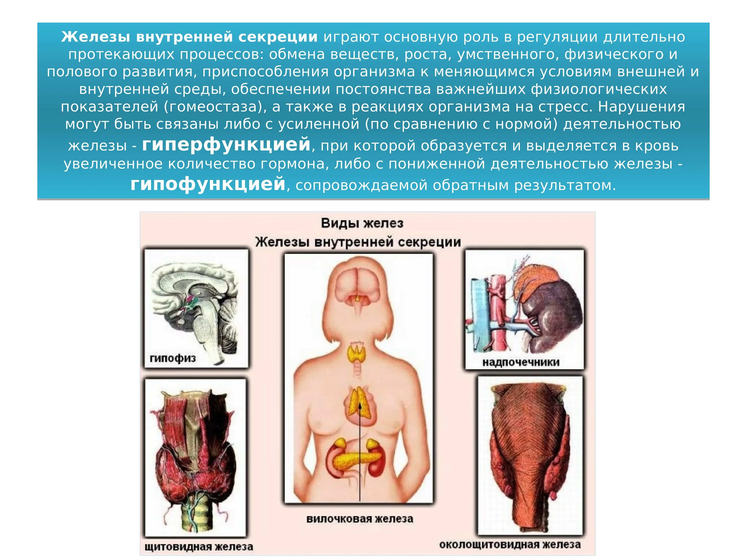 Как отличить железы