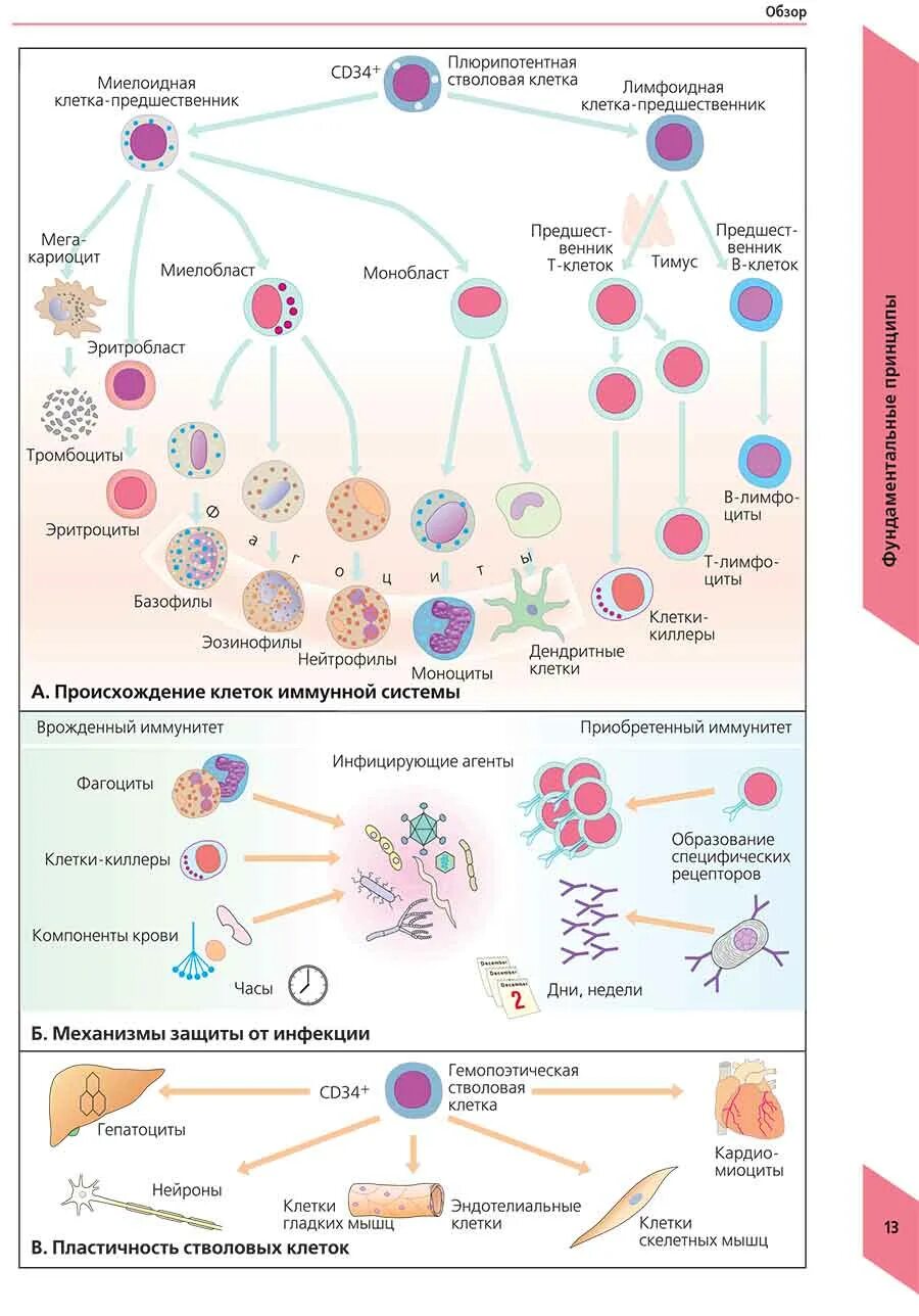 Основные иммунные клетки. Клетки иммунной системы перечень. Иммунная система человека клетки иммунной системы. Схема дифференцировки клеток иммунной системы. Плюрипотентные гемопоэтические стволовые клетки.