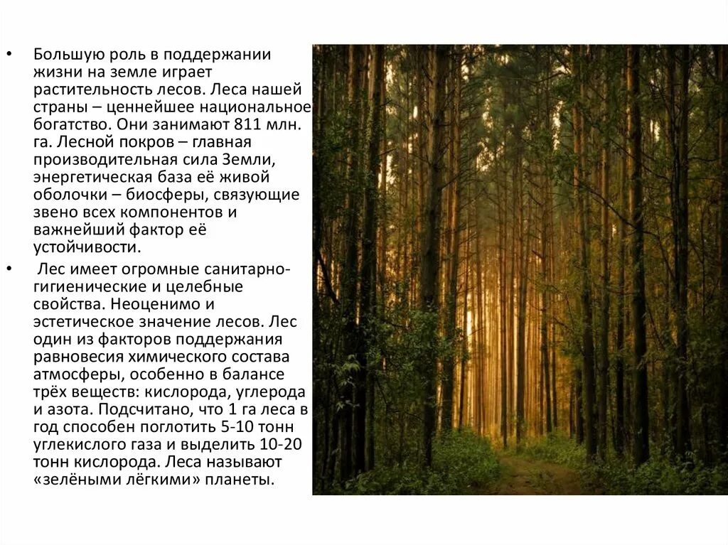 Роль леса. Роль леса в природе. Роль леса в жизни человека. Леса богатство нашей страны.