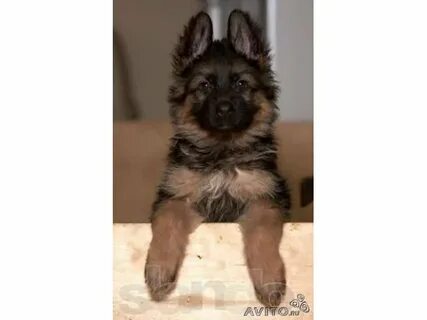 Немецкая овчарка отдам в добрые руки