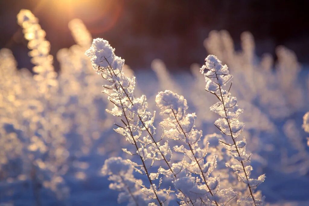 Нежная веточка на снегу. Нежность зимой. Нежные цветы в снегу. Зимняя нежность. Утро снег.