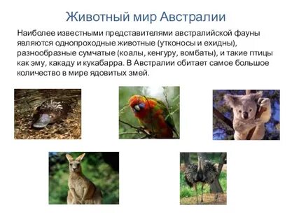 Животные австралии 4 класс