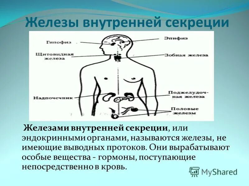Продукт внутренних желез. .система желез внутренней секреции. функции. железы внутренней секрекц.