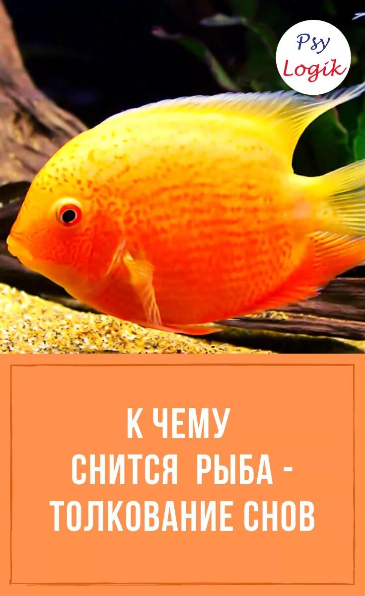 К чему снится рыба женщине свежая крупная. Рыба снится к беременности. Приснилась большая рыба женщине к чему это. К чему снится рыба женщине свежая крупная. Видеть во сне большую рыбу.