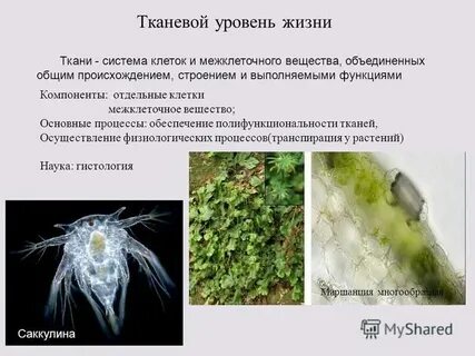 Свойства тканевого уровня организации