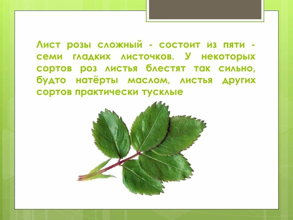 Насколько листья. Описание листа розы. Описание листьев розы. Сколько листьев у розы.