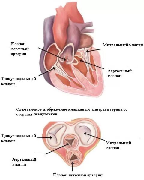 Дегенерация митрального клапана. Створки митрального клапана название. Створки митрального клапана сердца. Анатомия створок митрального клапана. Папиллярные мышцы митрального клапана анатомия.