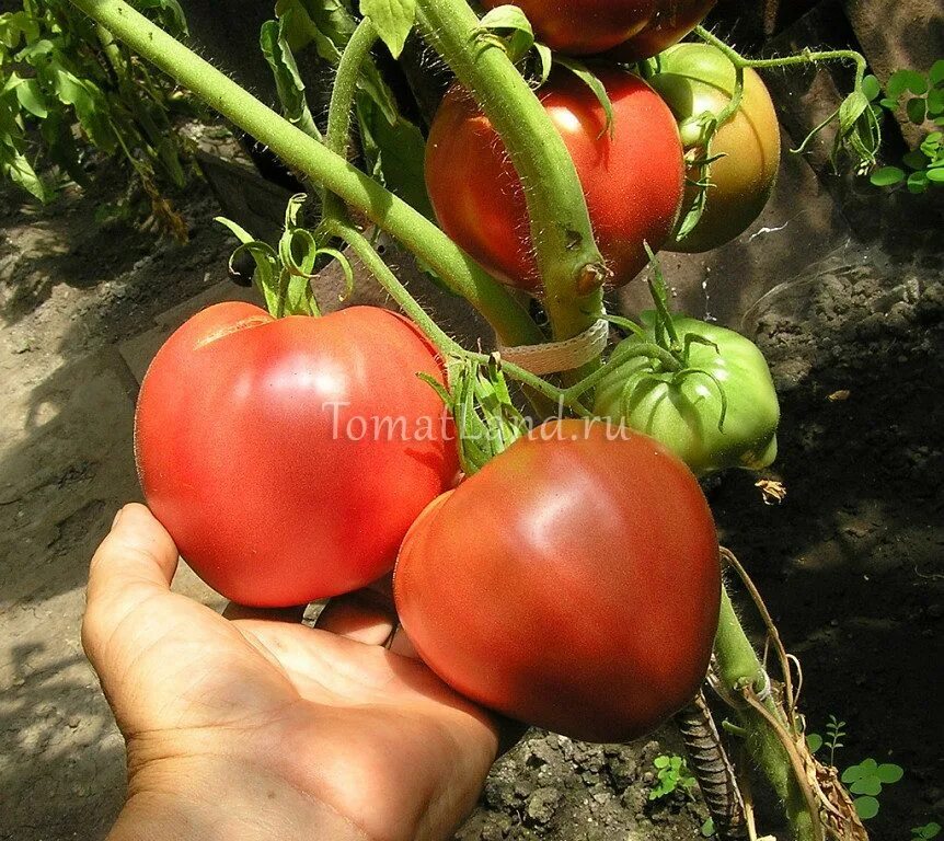 Урожайность томата кардинал. Сорт томата Мазарини. Семена томат Мазарини. Помидоры Кардинал Мазарини.