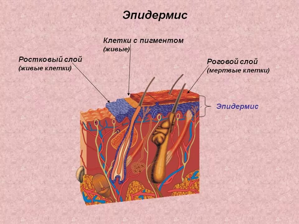 Какая структура дермы образована этой тканью. Анатомия эпидермиса. Дерма эпидерма строение кожи. Строение эпидермы кожи человека. Эпидермальный слой кожи.