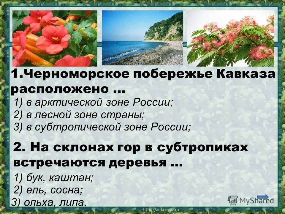 Природные зоны россии сочи. Растения Черноморского побережья. Растения Черноморского побережья Кавказа. Черноморское побережье Кавказа субтропические культуры.