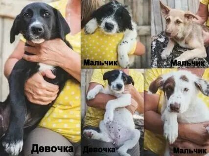 Как распознать собаку