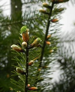 Ветви хвойных деревьев