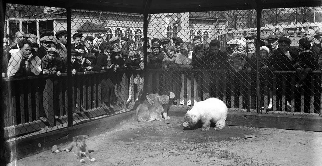 Животное пережившее блокаду ленинграда. Зоосад в блокадном Ленинграде. Блокадный Ленинградский зоопарк. Ленинградский зоопарк в блокаду Ленинграда. Ленинградский зоосад 1941.