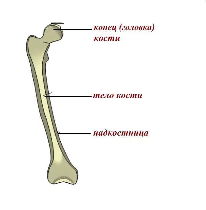 Что образуют трубчатые кости. Схема строения трубчатой кости. Строение длинной трубчатой кости. Длинная трубчатая кость человека. Длинная трубчатая кость анатомия.