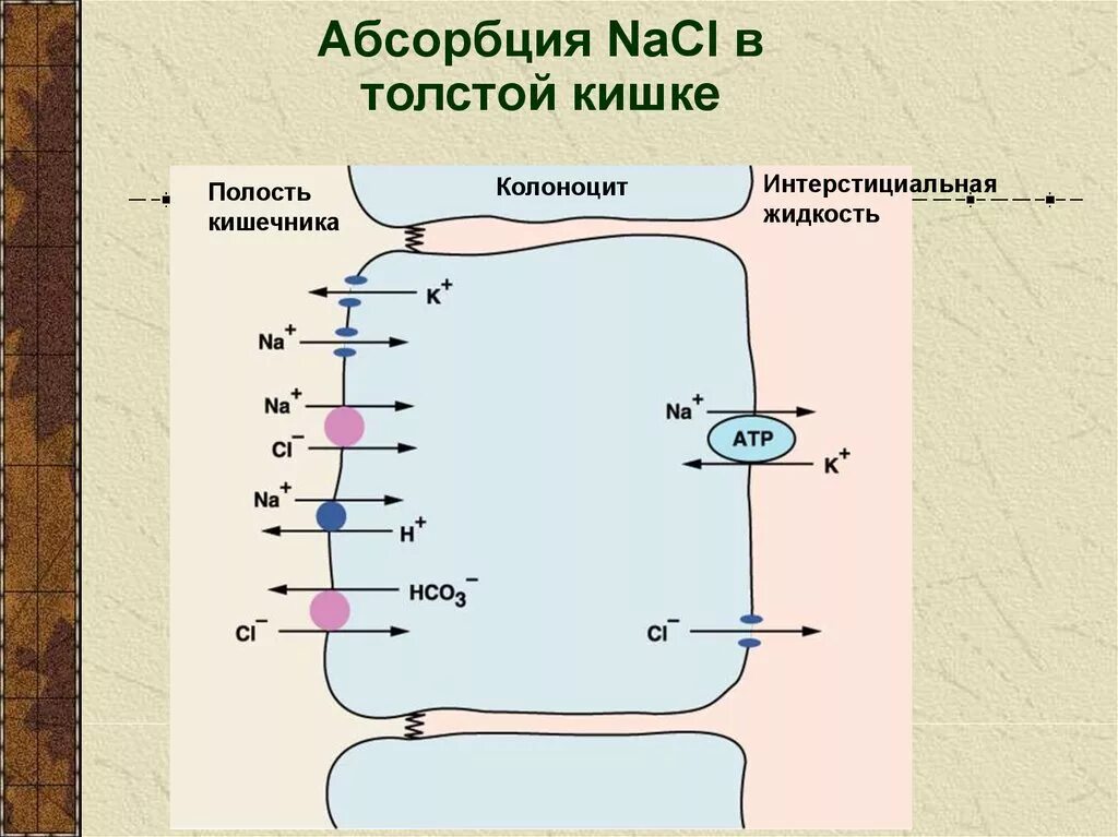 В тонкой кишке происходит всасывание воды. Механизм всасывания воды в толстом кишечнике. Механизм всасывания в толстом кишечнике. Всасывание веществ в толстом кишечнике. Что всасывается в толстом кишечнике.