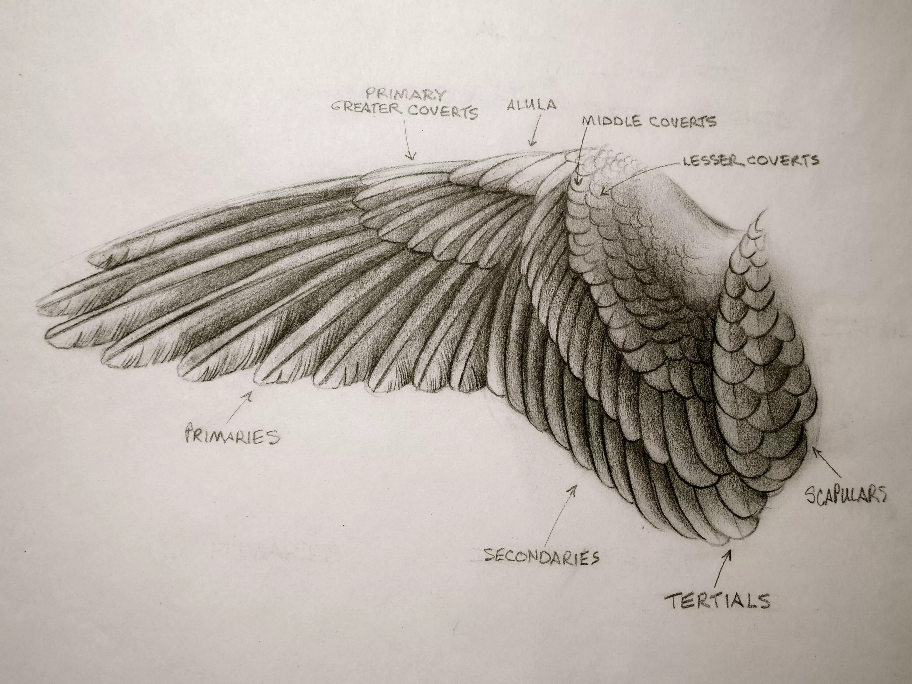 Типы крыльев у птиц. Крылья строение референс. Крыло птицы строение референс. Строение крыла Сипухи. Крылья птицы референс анатомия.