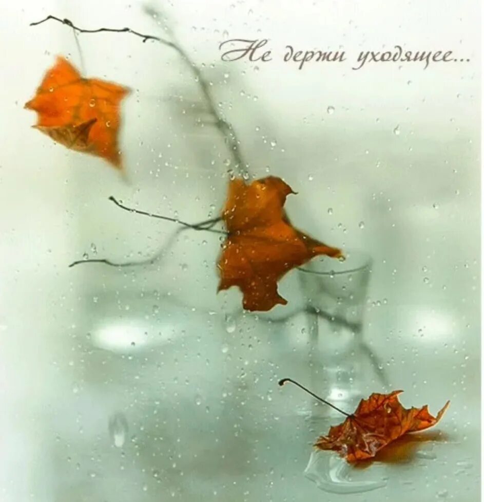 Стих не грусти. По листьям опавшим деревья не плачут. Открытка грусть. Осень дождь. Настроение опавший листик.