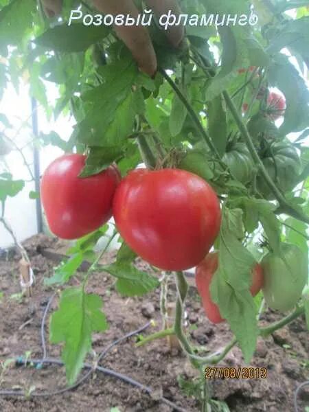 томат розовый фламинго фото. помидоры сердечком. томат розовый фламинго перцевидный. томат f1 фламинго. семена томата розовый фламинго.