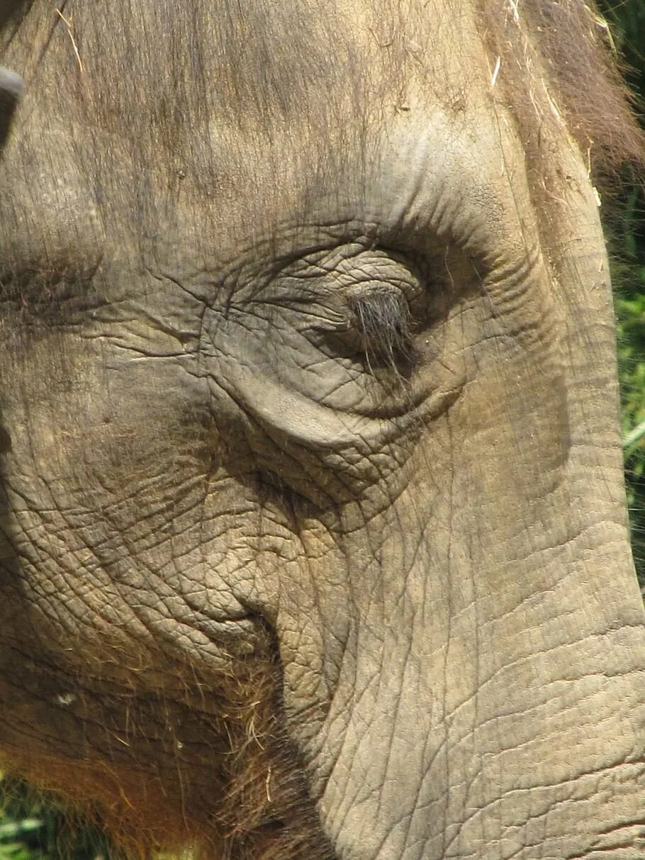 Какого цвета кожа слонов. Глаза слона. Цвет глаз у слона. Глаза слона вблизи. Глаз африканского слона.