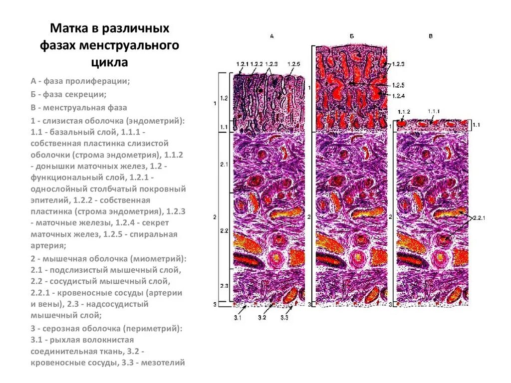 Строение эндометрия. Слизистая оболочка матки гистология. Стадии менструационного цикла гистология. Строение эндометрия гистология. Матка фаза секреции гистология препарат.