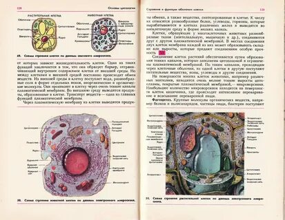 Строение клетки 9 класс биология конспект урока