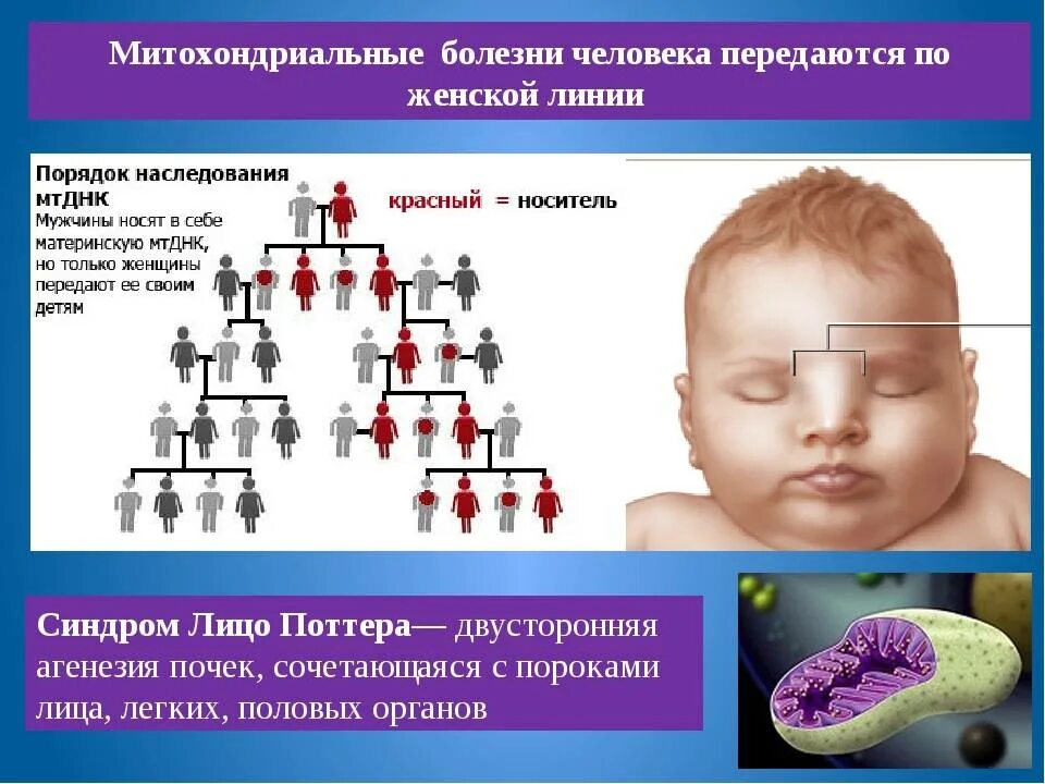 Как передается мутация