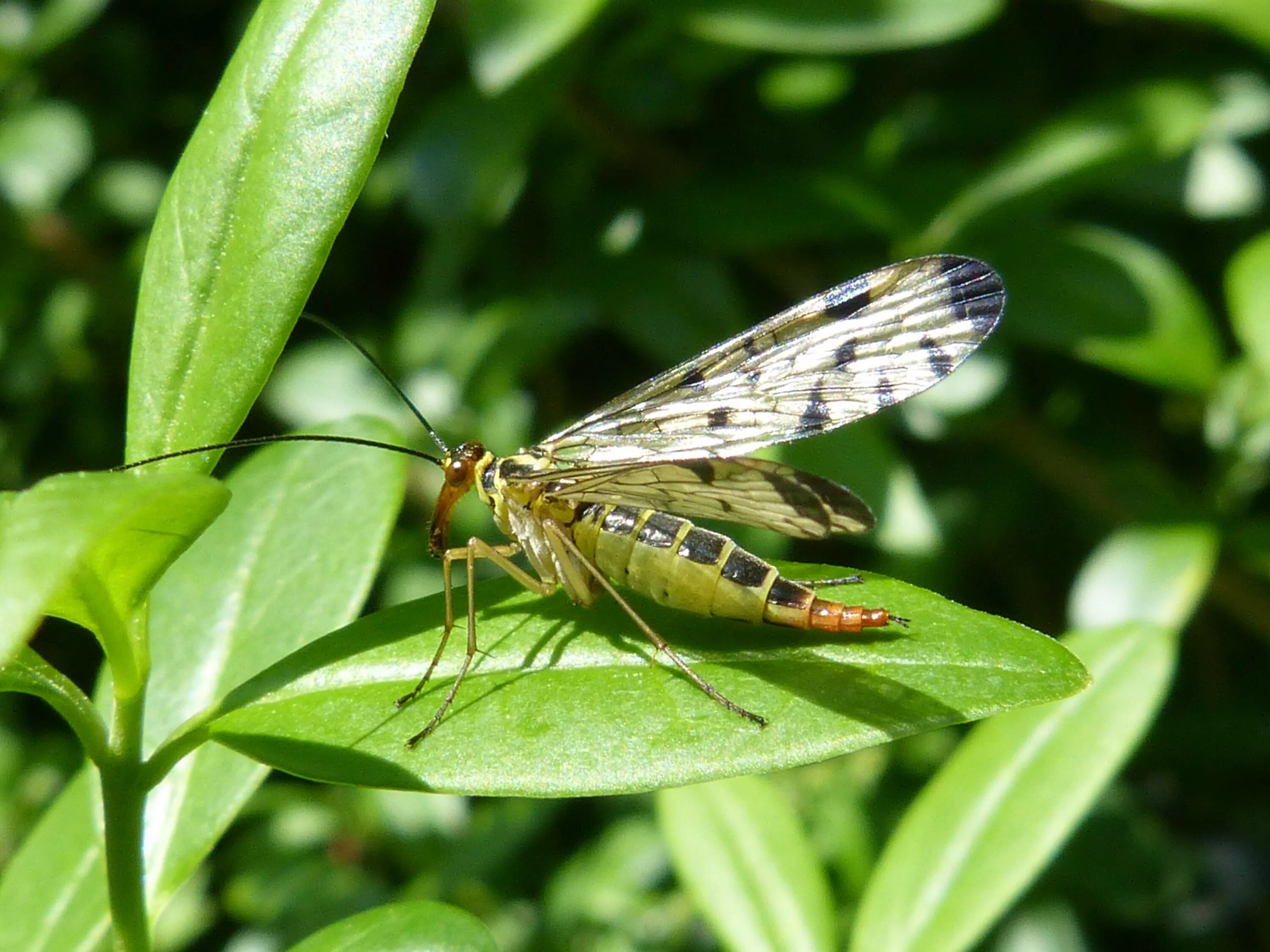 ползающие летающие насекомые. жук усач летает. ползающие насекомые для детей. насекомые картинки. названия насекомых для дошкольников.