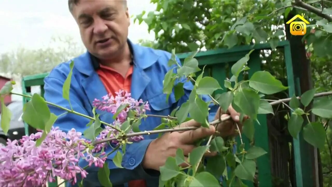 Можно ли обрезать сирень. Как обрезать сирень. Обрезка сирени фото.