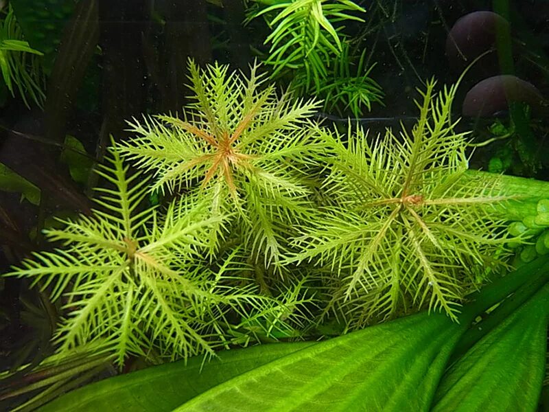 прозерпинака аквариумное растение. прозерпинака в природе фото. прозерпинака болотная палюстрис. прозерпинака палюстрис аквариумное растение. павлиний хвост растение аквариумное.