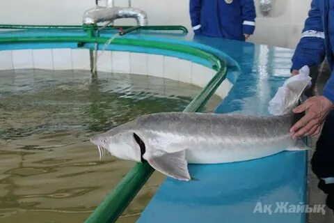 Собчак есектің ішіне кіріп кетеді