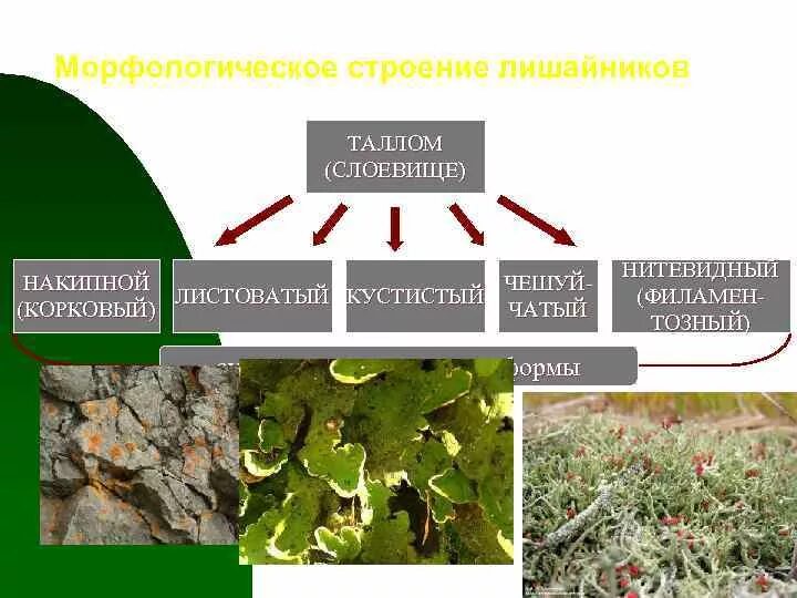 Какую среду обитания освоил лишайник. Строение слоевища лишайника. Структура кустистого лишайника. Строение лишайника. Строение слоевища лишайников.