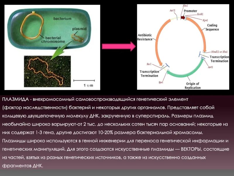 Кольцевая днк прокариот. Структура плазмид бактерий. Строение бактериальной клетки плазмида. Строение плазмид бактерий. Строение клетки бактерии плазмида.