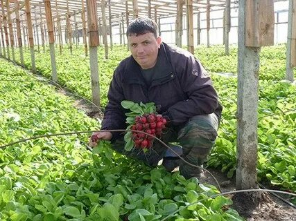 Редиска в теплице растет