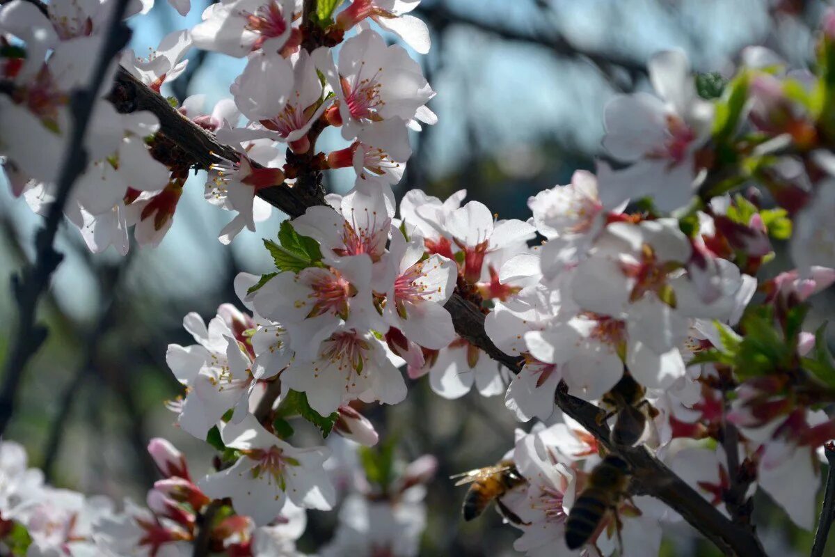 Цветы начали расцветать. Цветы начали расцветать. Prunus spinosa бутоны. Весенние цветы. Цветущая вишня.