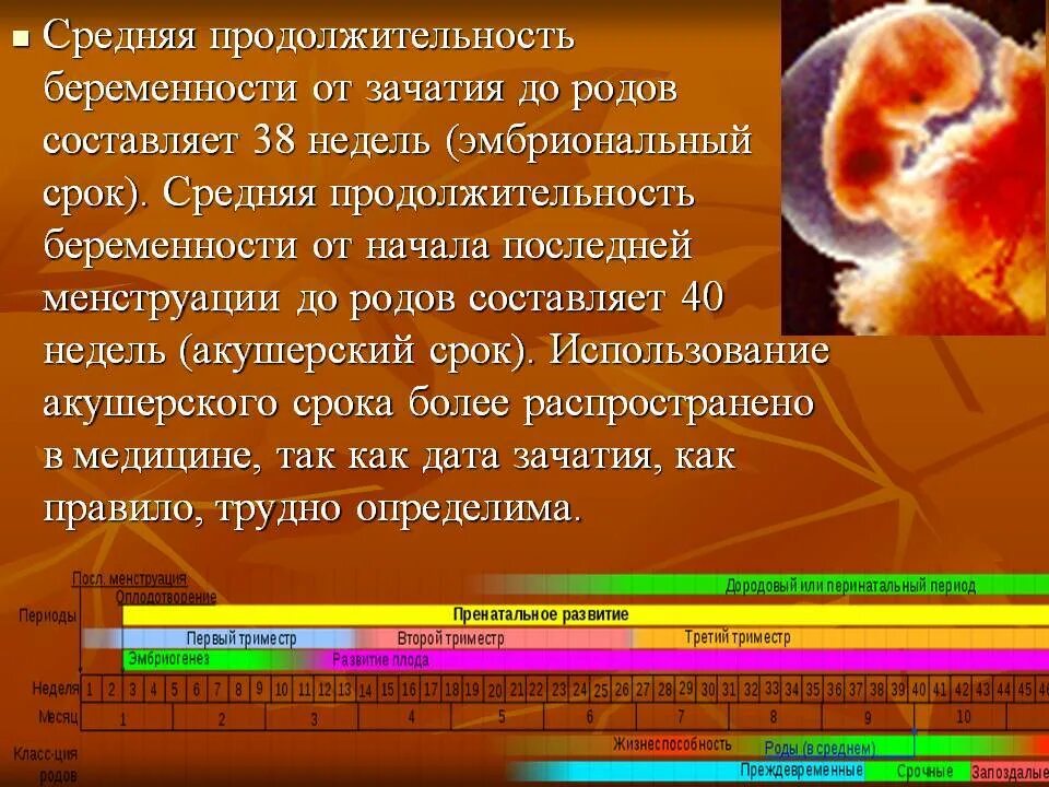 Акушерский срок и эмбриональный. Акушерский срок беременности. Эмбриологический и акушерский срок беременности. Акушерский срок и срок от зачатия. Разница акушерской недели и