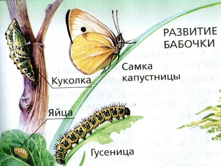 Функция трахеи у капустной белянки. Цикл развития бабочки белянки. цикл развития бабочки капустницы. жизненный цикл бабочки капустницы. цикл капустной белянки.