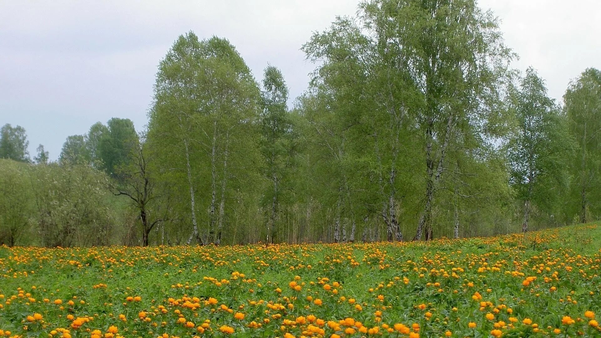 Поляну большими скачками пересекала белка 4. Лесная Поляна Удмуртия. Лесная Поляна Солнечная Поляна Нижегородская область. Березовая роща Удмуртия. Лесная Поляна Рязанская область.