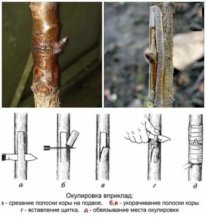 Привить яблоню весной на дичку для начинающих