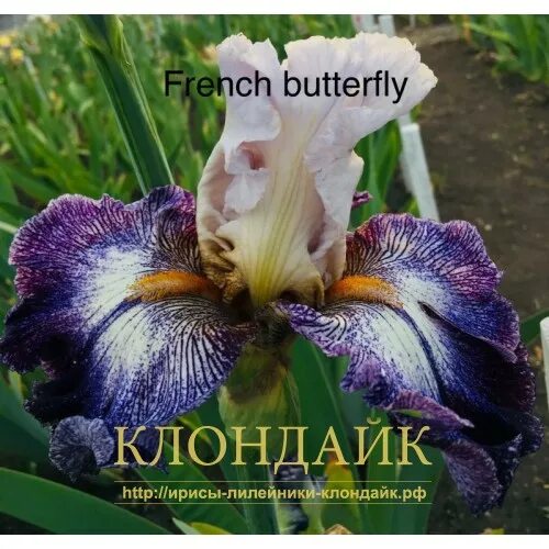 ирисы клондайк кирюшко. ирис бородатый high master. ирис конджурейшн. ирис western edge. ирис германский ванити.