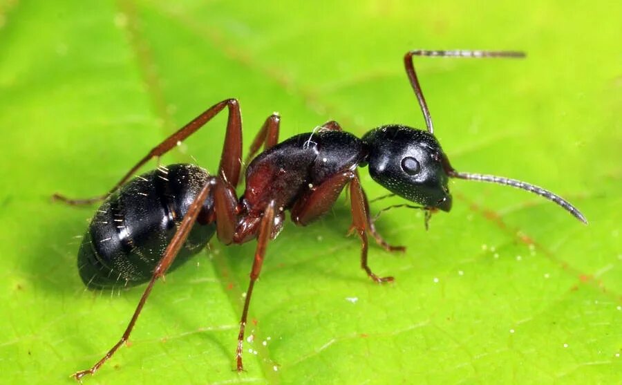 Camponotus (Camponotus) herculeanus (муравей-древоточец красногрудый). Муравьи Camponotus herculeanus. Красногрудый муравей-древоточец. Красногрудый Лесной муравей.