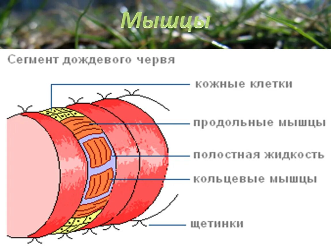 Строение мышц дождевого червя. Мышцы дождевого червя. Кольцевые и продольные мышцы у дождевого червя. Мускулатура дождевого червя.