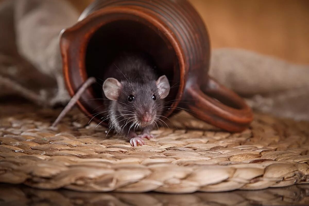 Пальмовая крыса. Мышь. Мышь в квартире. Дом мышки.