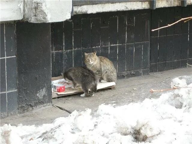 Какую температуру зимой выдерживают кошки на улице. Бездомные коты зимой. бездомный котенок зимой. бродячие кошки зимой. бездомные коты на улице зимой.